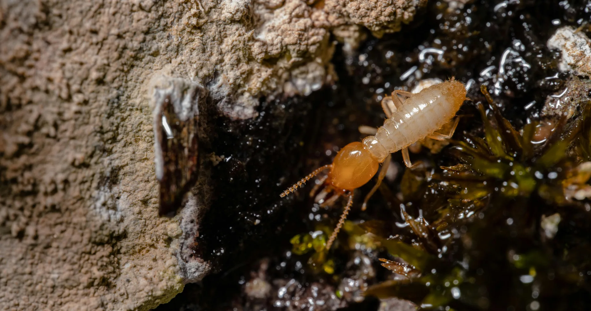 Termite souterrain Reticulitermes, espèce responsable des infestations de charpentes en France