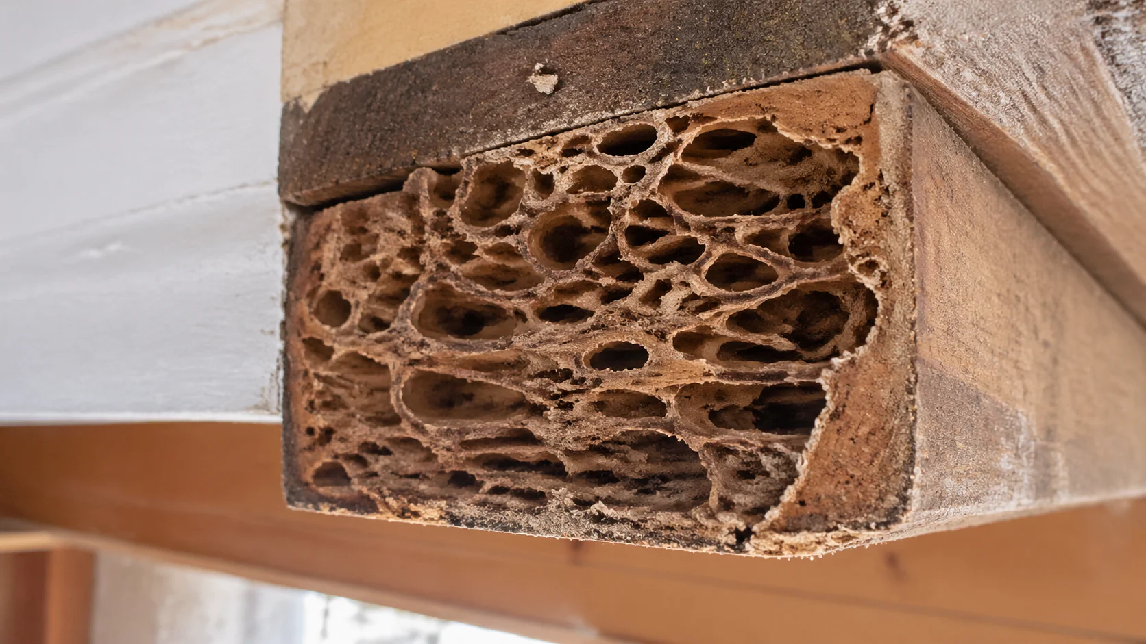 Coupe transversale d'une poutre en bois montrant des galeries de termites