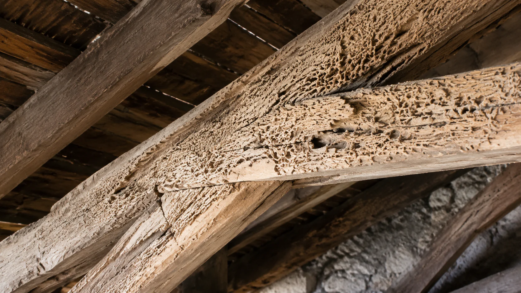 Charpente en bois d'un grenier avec galeries visibles creusées par les termites