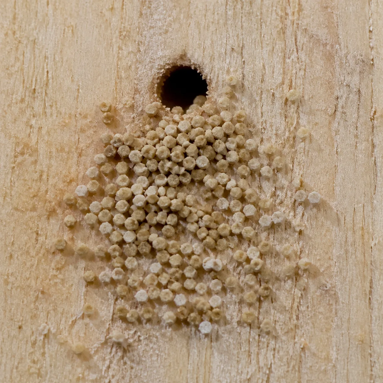Boulettes fécales hexagonales de termites de bois sec près d'un orifice de sortie