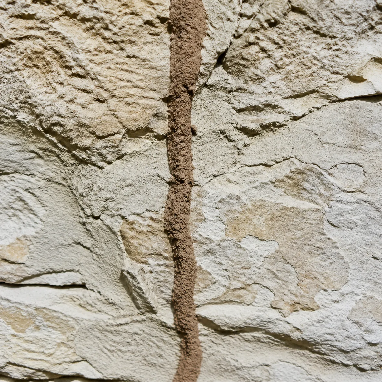 Cordonnet de boue de termites souterrains sur un mur de fondation en pierre