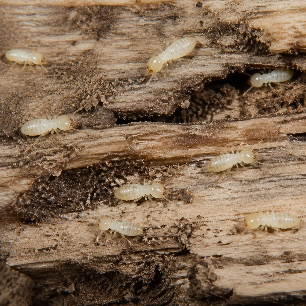 Termites Reticulitermes lucifugus sur bois méditerranéen