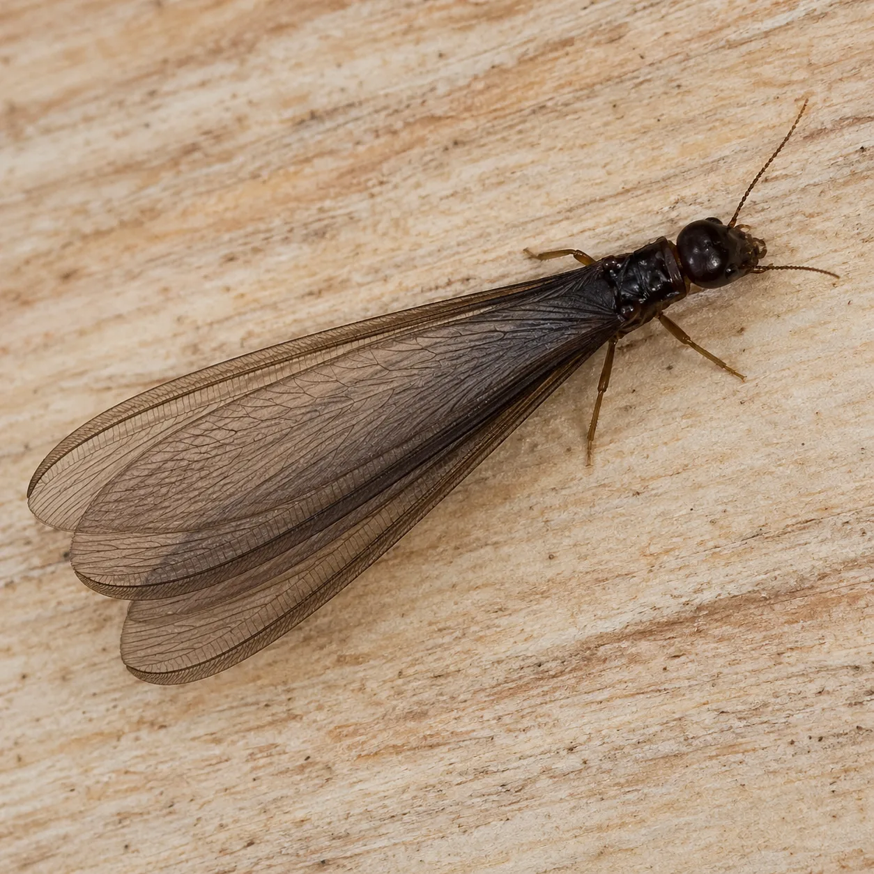 Termite reproducteur ailé sombre vu en macro sur du bois