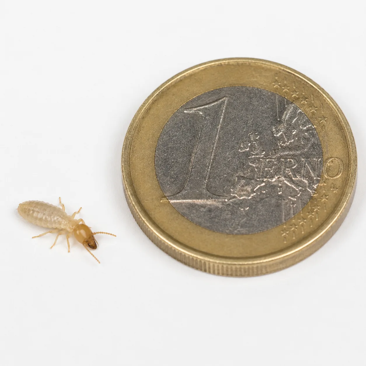 Comparaison de taille entre un termite ouvrier et une pièce de monnaie
