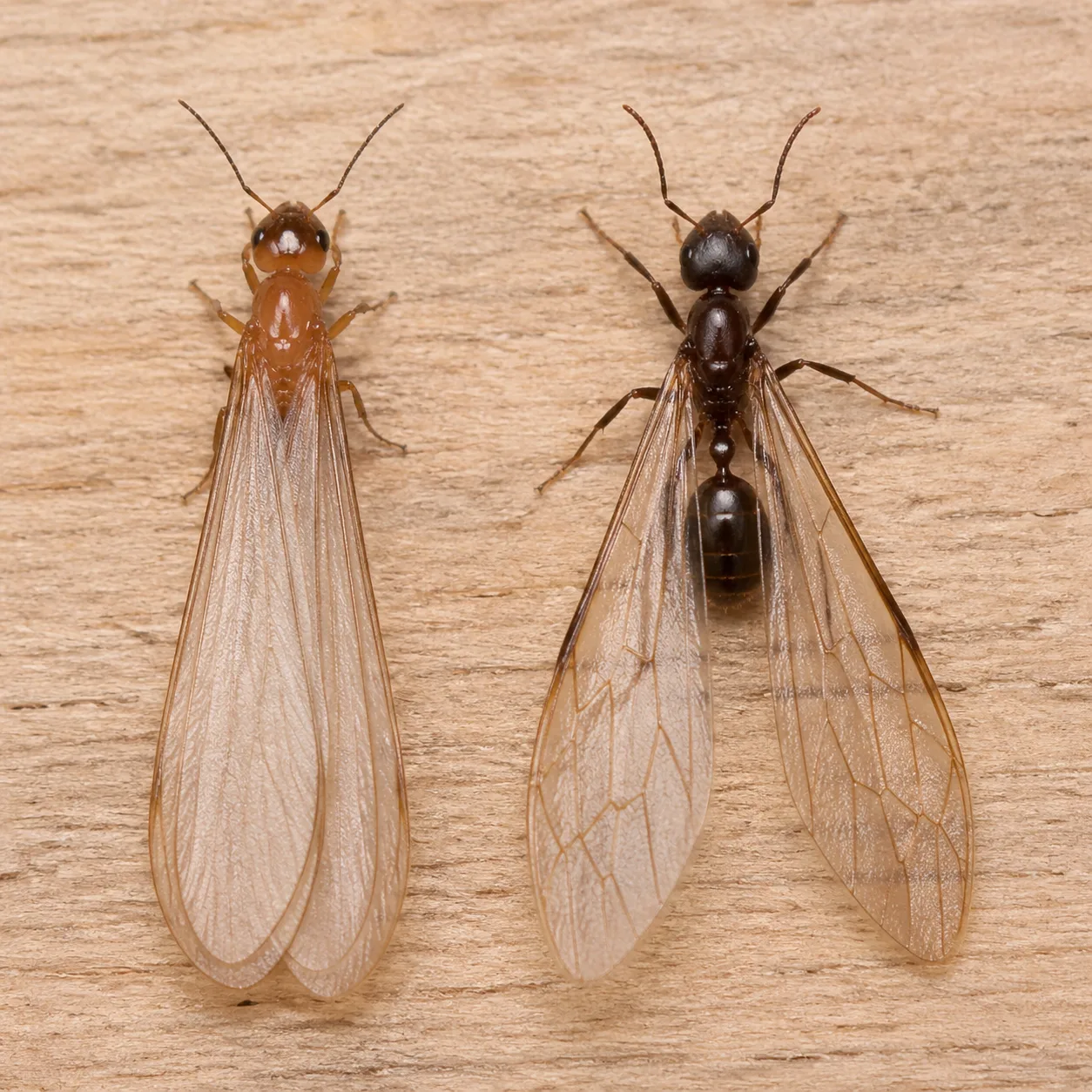 Comparaison visuelle entre un termite ailé et une fourmi ailée